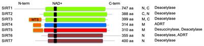 Sirtuin Control of Mitochondrial Dysfunction, Oxidative Stress, and Inflammation in Chagas Disease Models